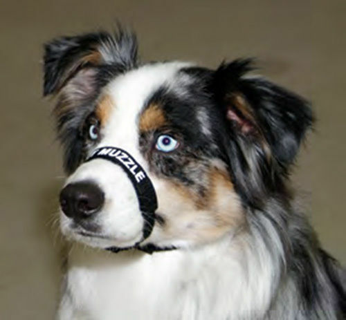 Coastal Comfort Muzzle For Dogs Adjustable Free Shipping