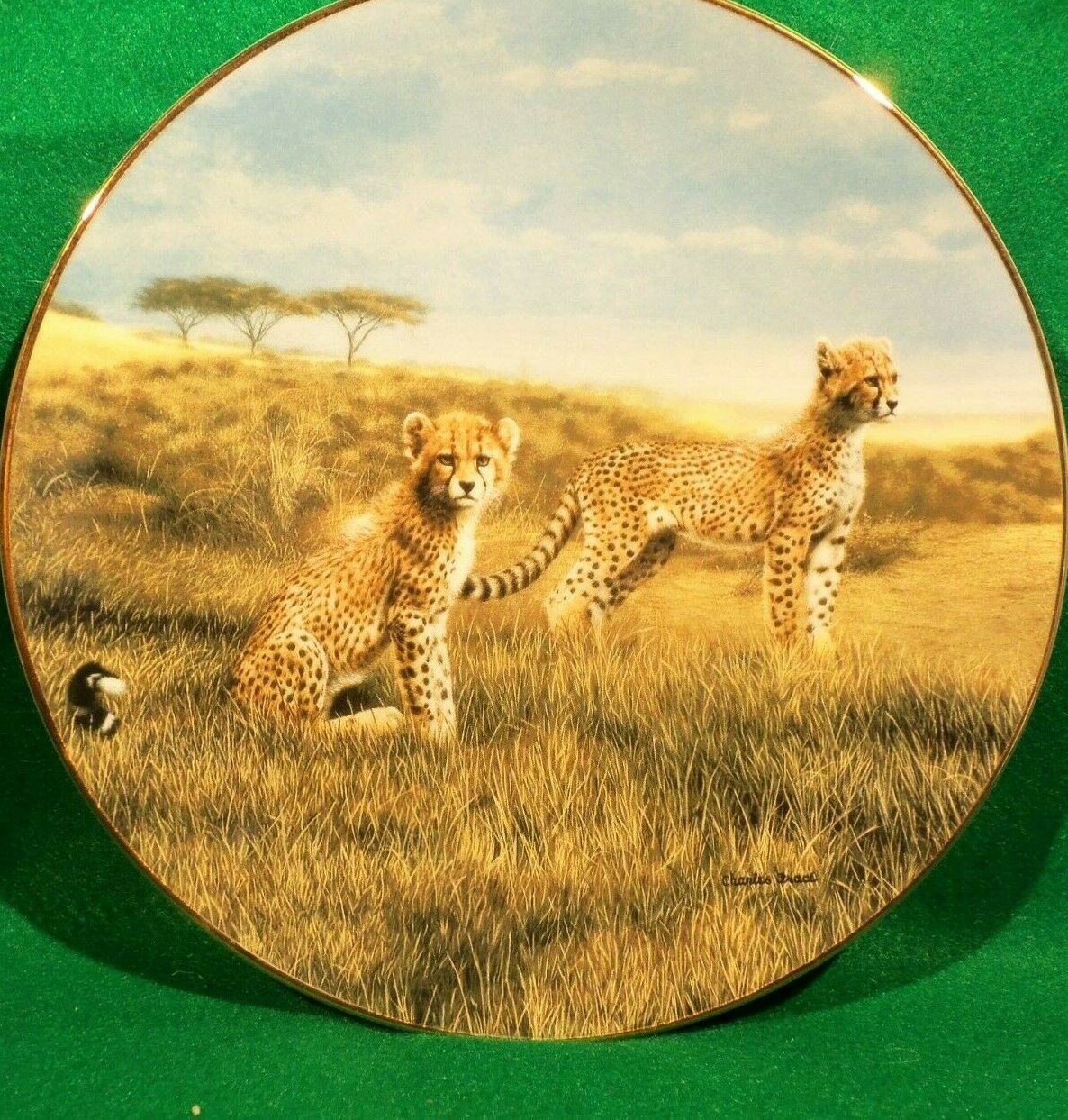 Collector Plate Cheetah Cubs 