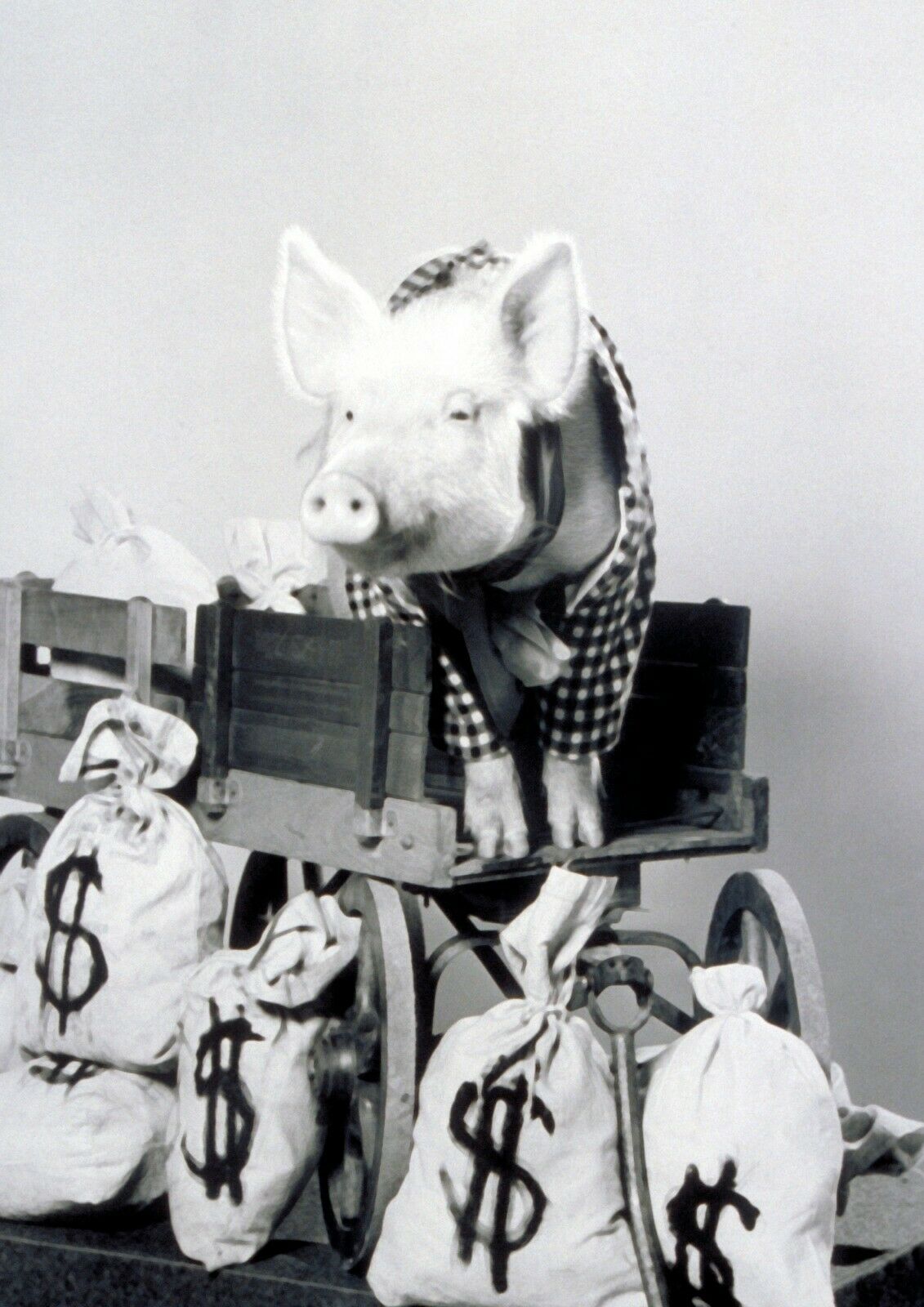 GREEN ACRES - TV SHOW PHOTO #1 - ARNOLD THE PIG