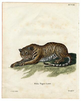 Antique 1800's Tiger, Cat Scientific Lithograph, Print, Plate